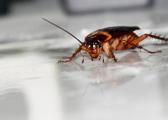cockroach control ashgrove
